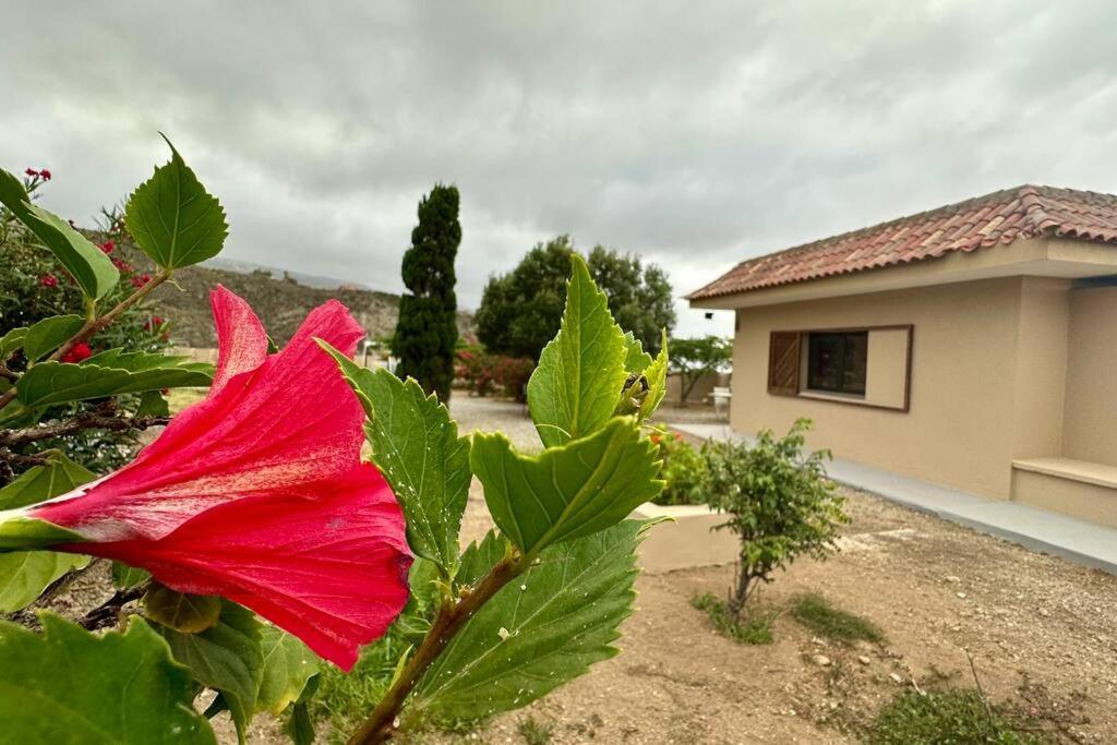 Peaceful Oasis With Magical Sea Views And A Pool Villa Santa Cruz de Tenerife Eksteriør billede
